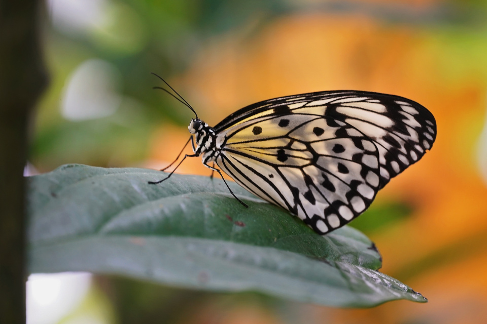 Butterfly garden