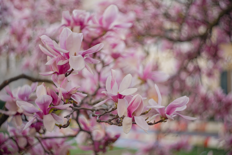 Magnolia season in Basel