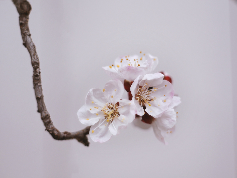 Spring blossom
