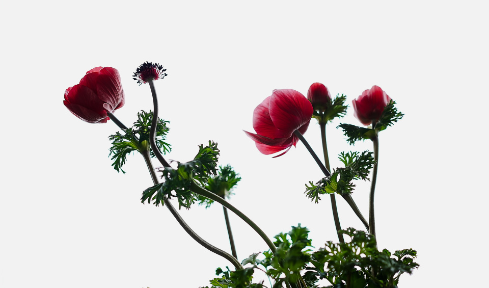 Anemone