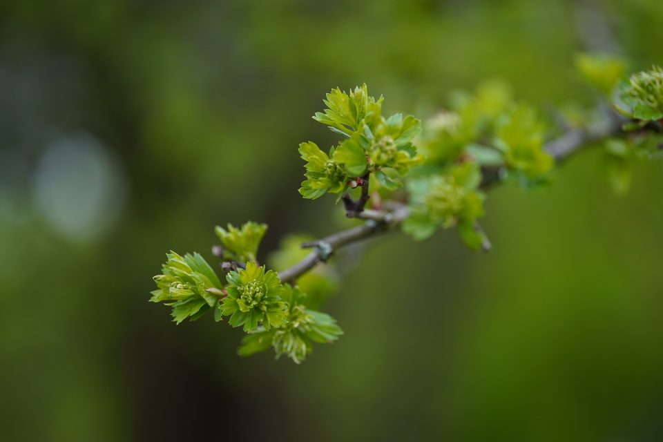 Green season