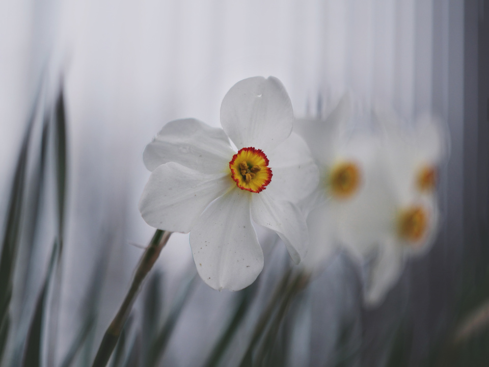 Spring flowers