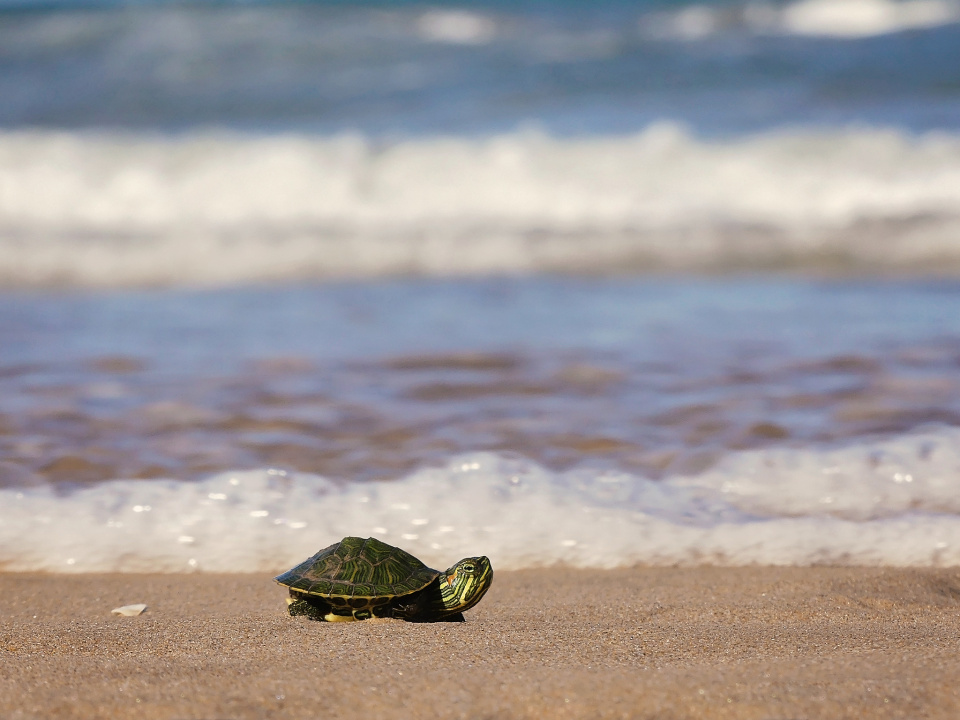 A little beachgoer