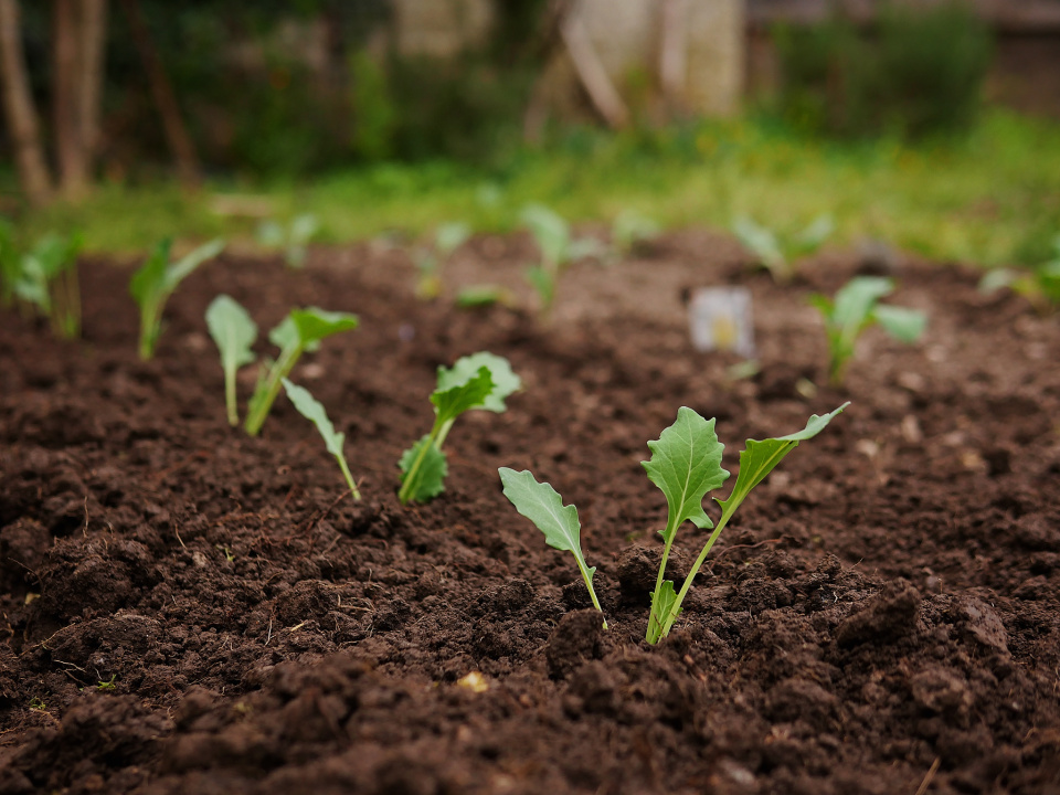 Our veggie patch