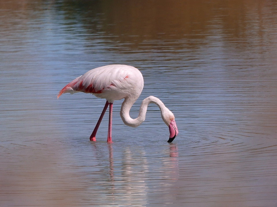 Flamingos  at Calpe