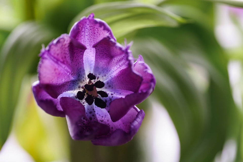 Easter tulips