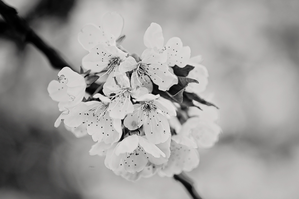 Cherry blossom