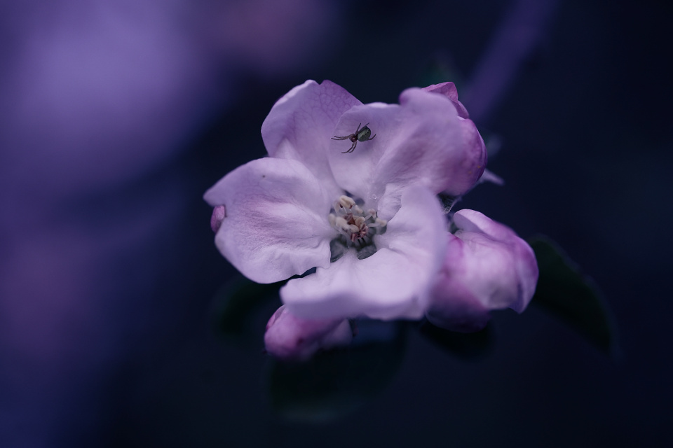 Tiny spider