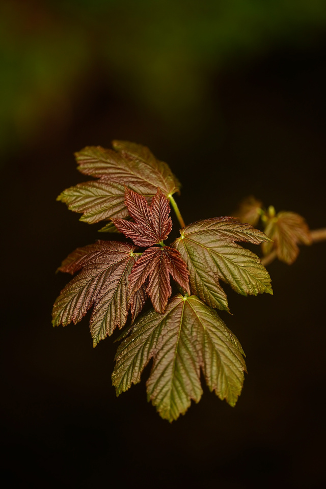 New leaves