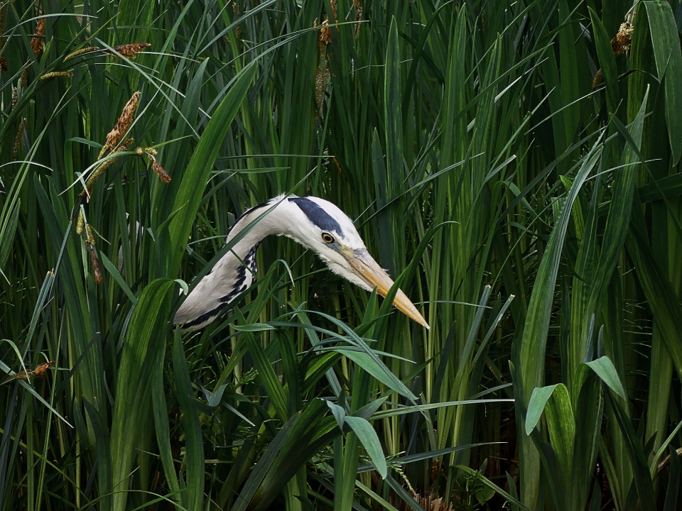 A hungry heron