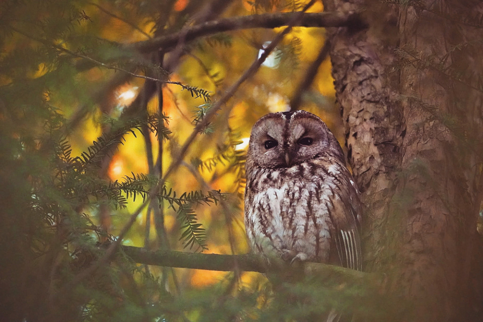 In the evening light