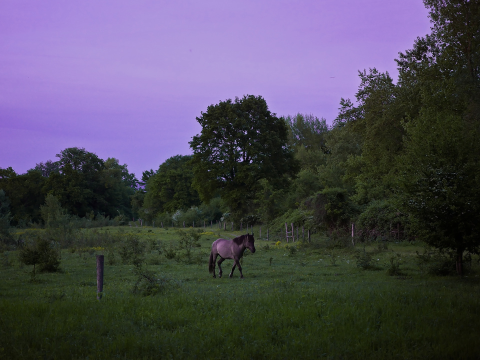 Wild horses