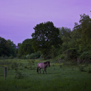 Wild horses