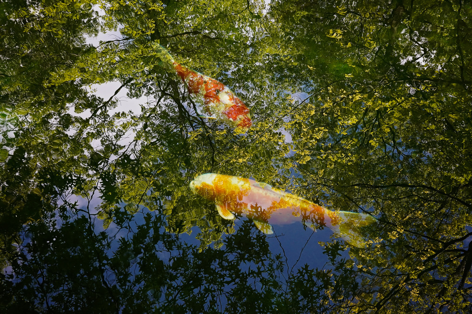 Koi fish