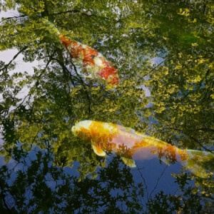 Koi fish