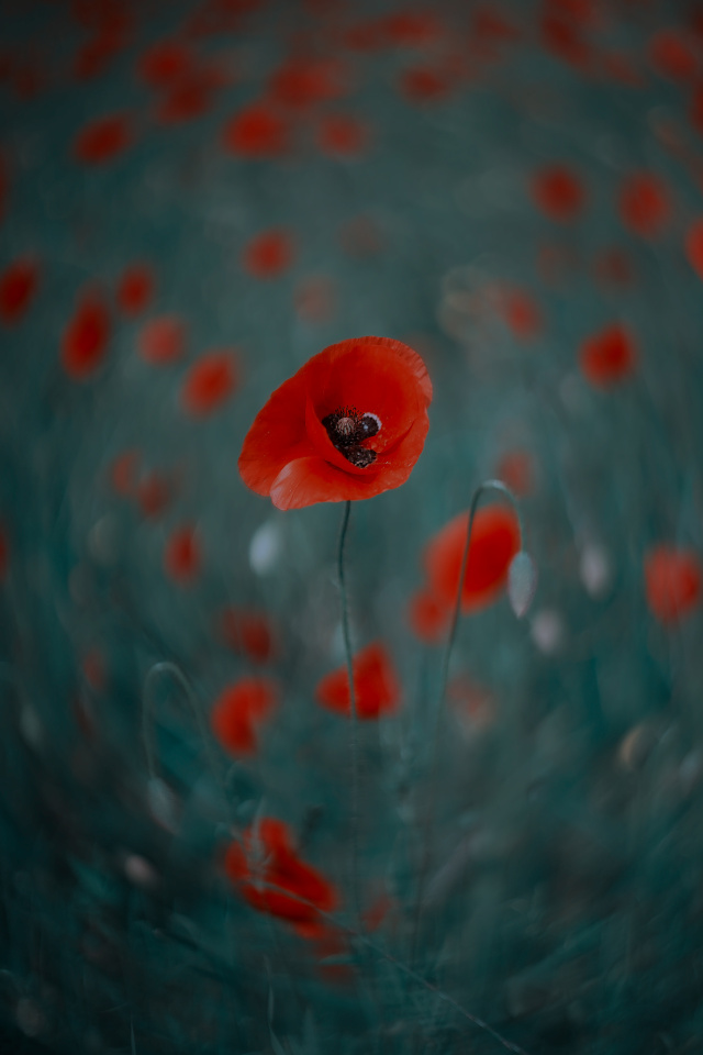 Poppy field