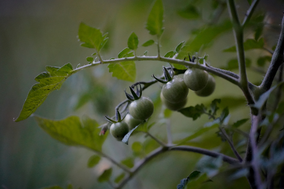 Tomatoes