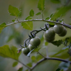 Tomatoes