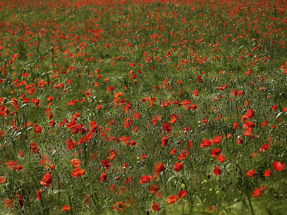 Poppies field