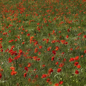 Poppies field