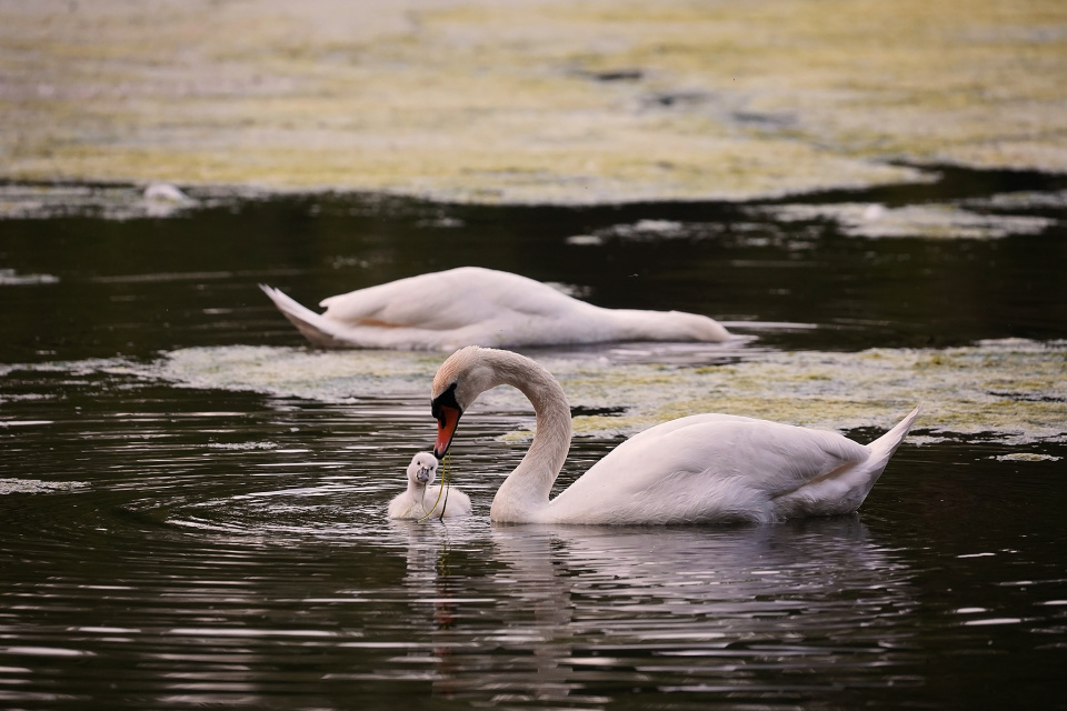 A swan family