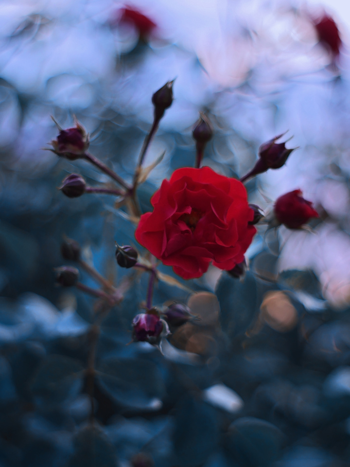 A rose in a garden