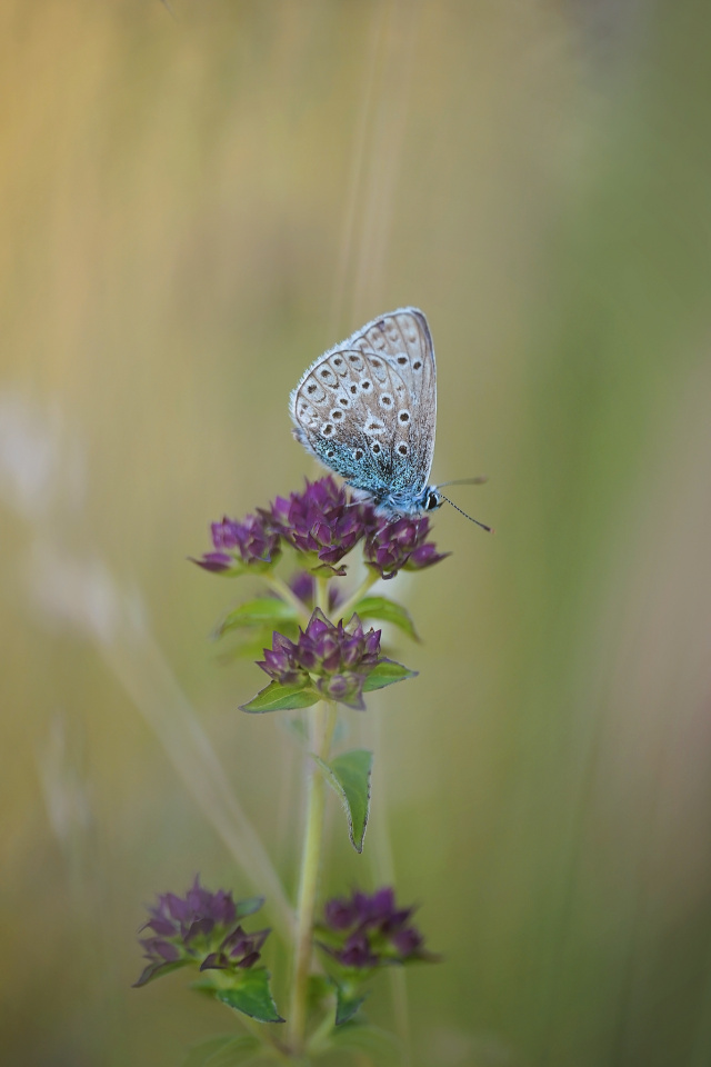 Common blue
