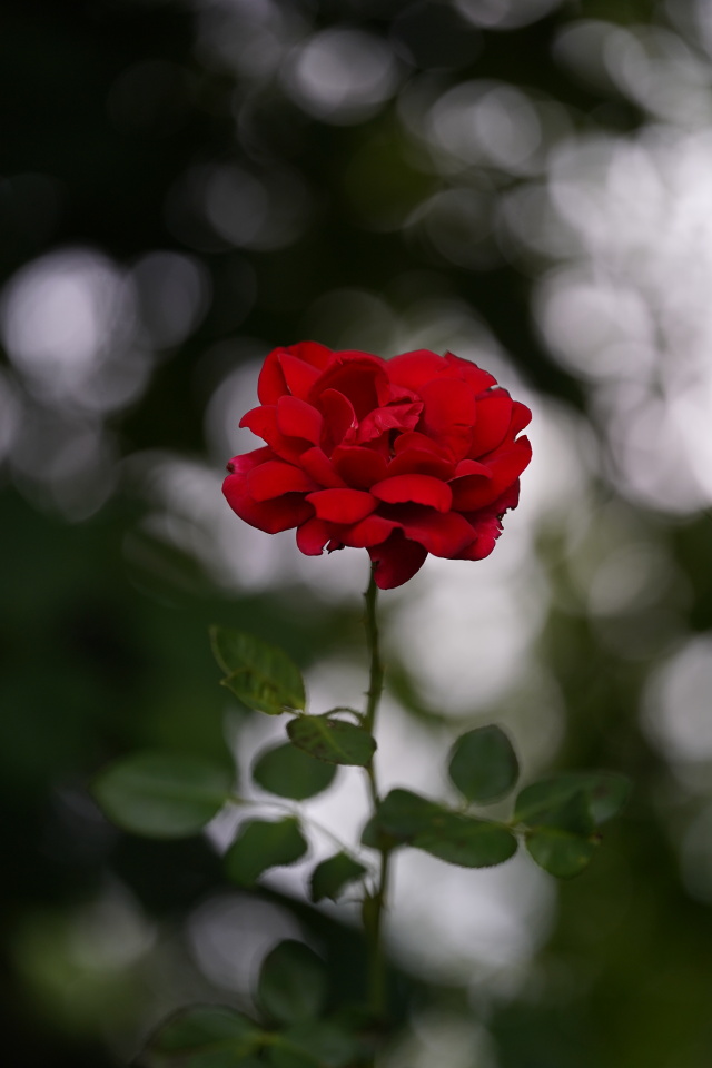 A red rose