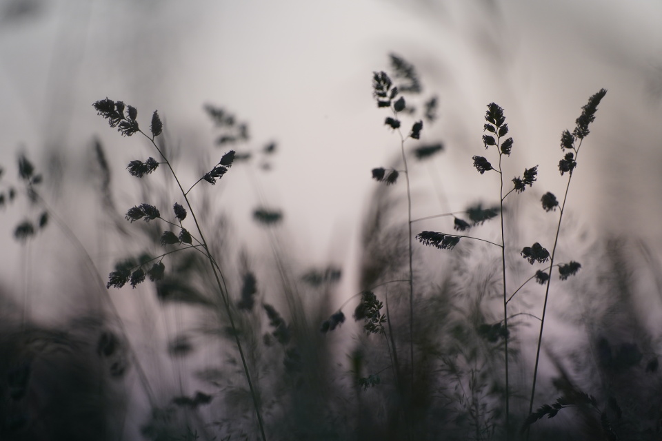 Long grass