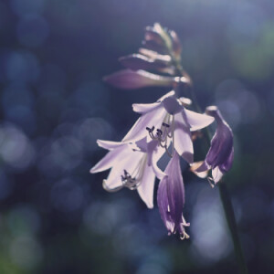 Garden flowers