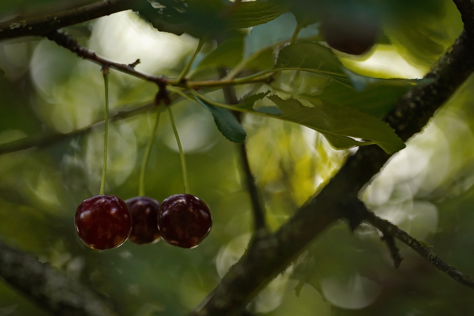 Cherries