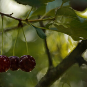 Cherries