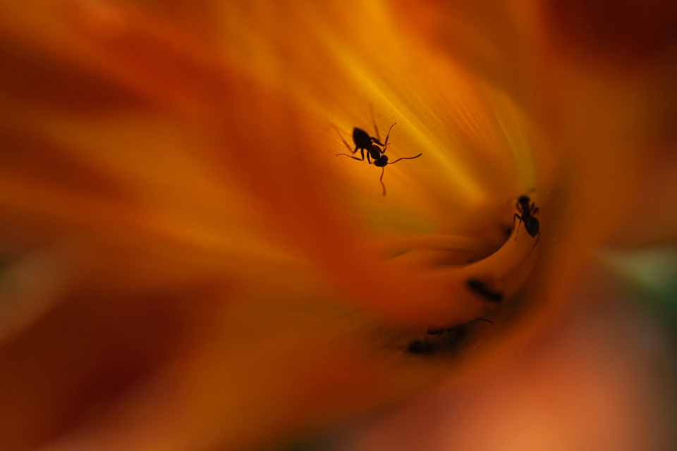 Inside the lily