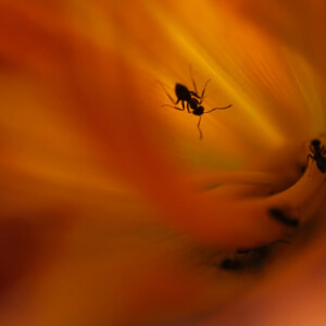 Inside the lily