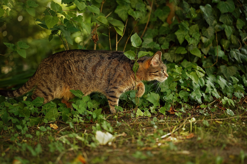 Hunting