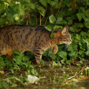 Hunting