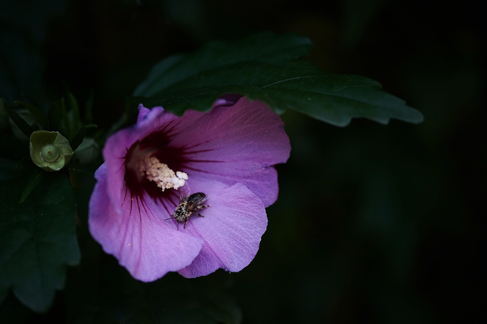 Busy bee