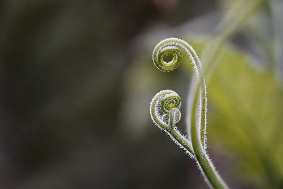 Spiral sprouts