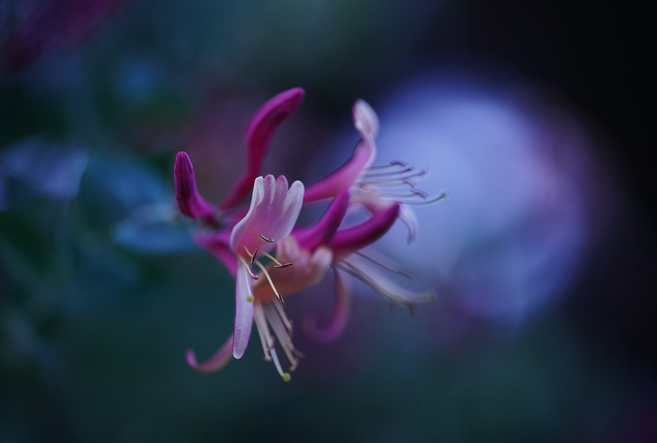 Pretty flowers