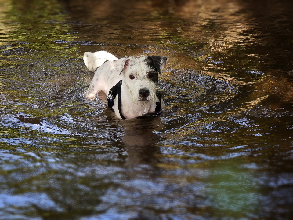 Cooling down in the river