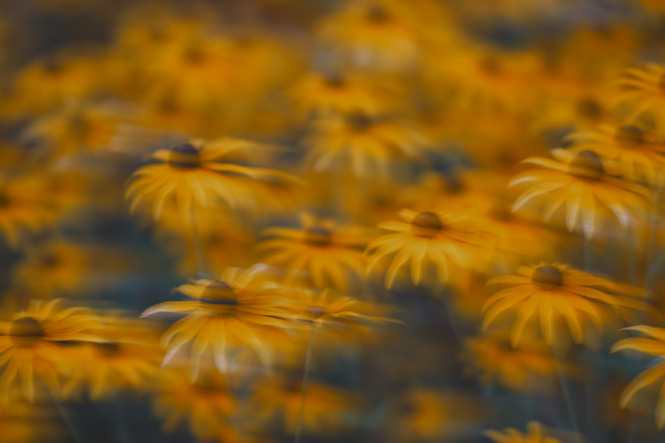 Summer flowers