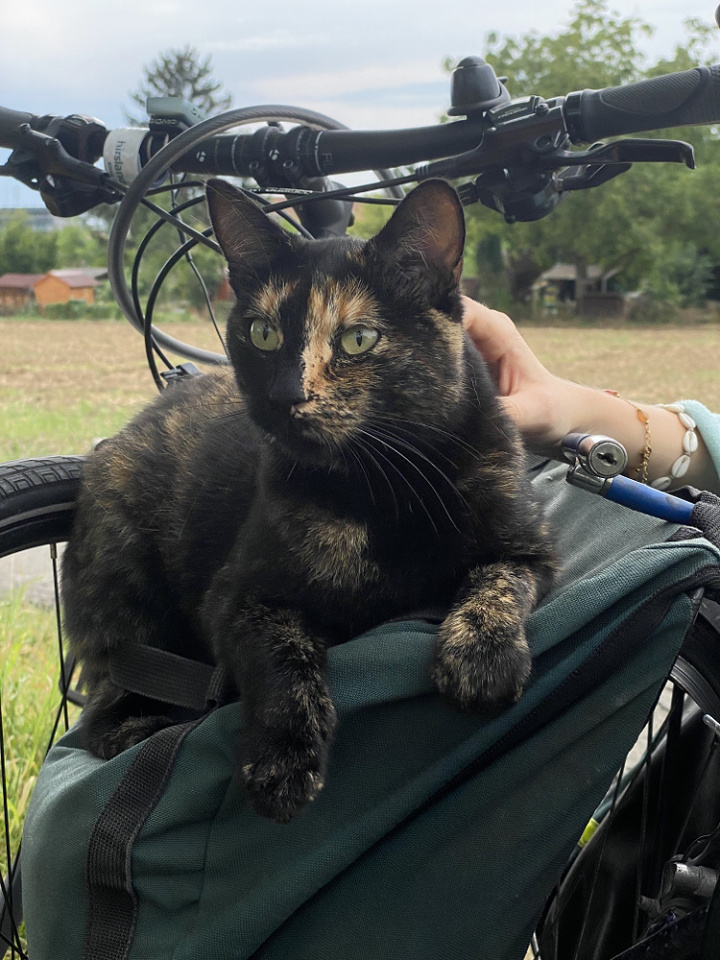 Need a ride?