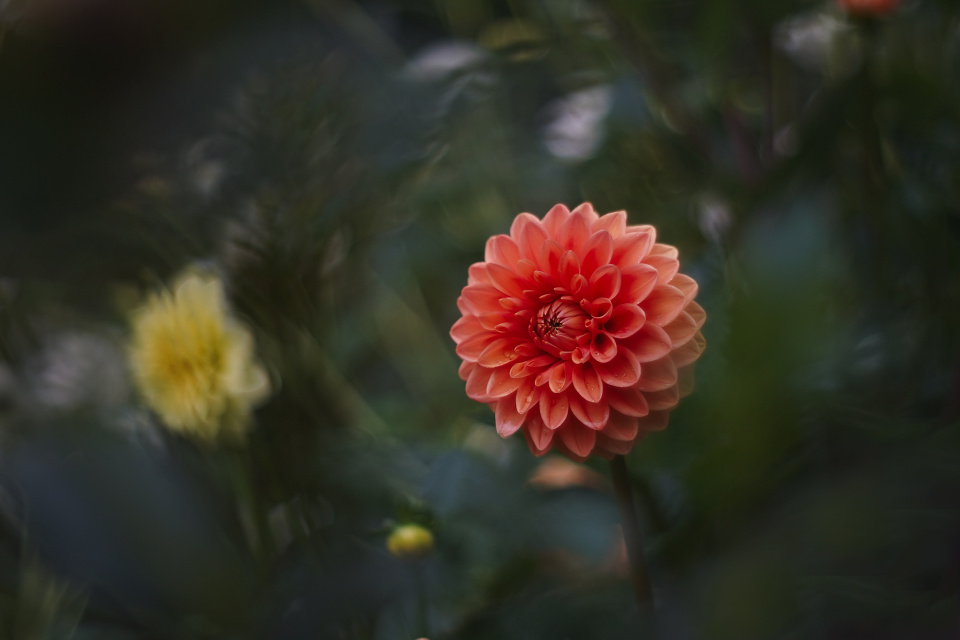 A red dahlia