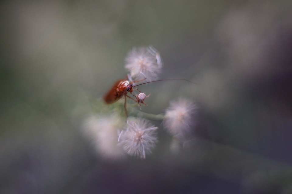 A little bug