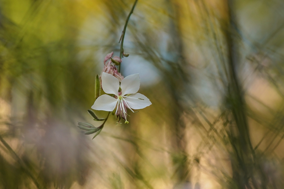 A flower