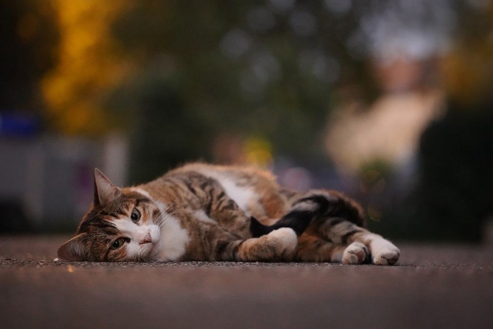 For all cat lovers