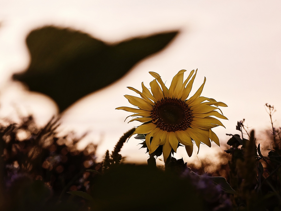 Sunflower