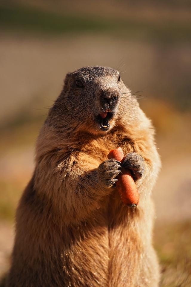 Feeding marmots