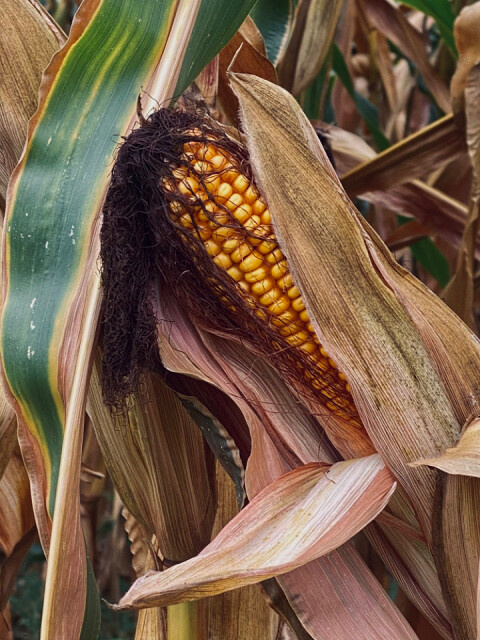 Field corn