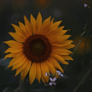 Back at sunflower field